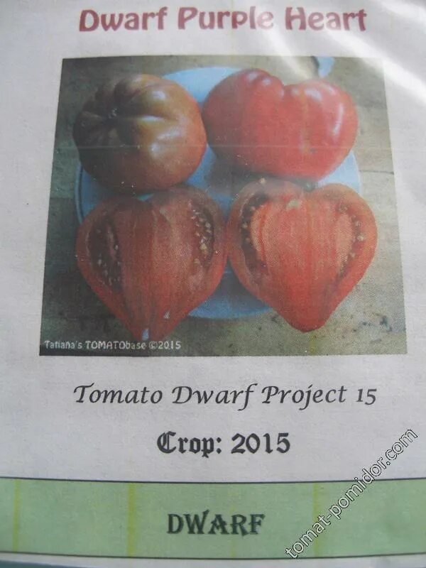 Томат сердце пурпурное (dwarf purple heart). Томат гном фиолетовое сердце. Сердце. Гном пурпурное сердце томат описание характеристика. Томат дварф пурпурное.