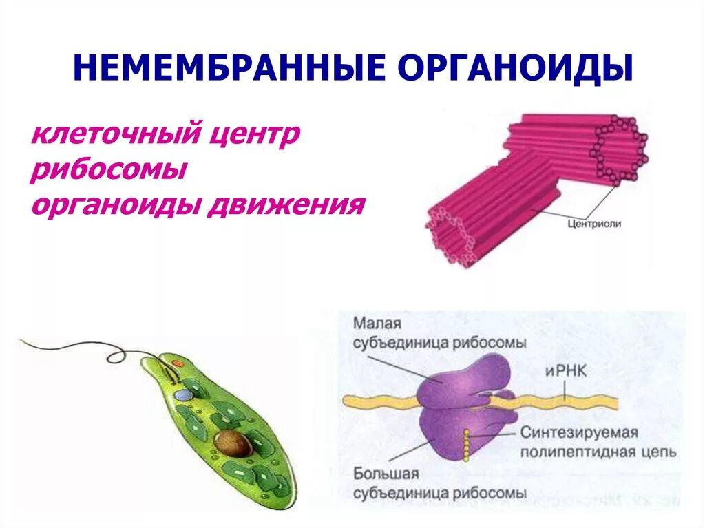 Немембранные органеллы строение. Органоиды мембранного строения. Немембранные органоиды клеточный центр. Немембранные органеллы клетки строение. Строение клеток мембранные органоиды