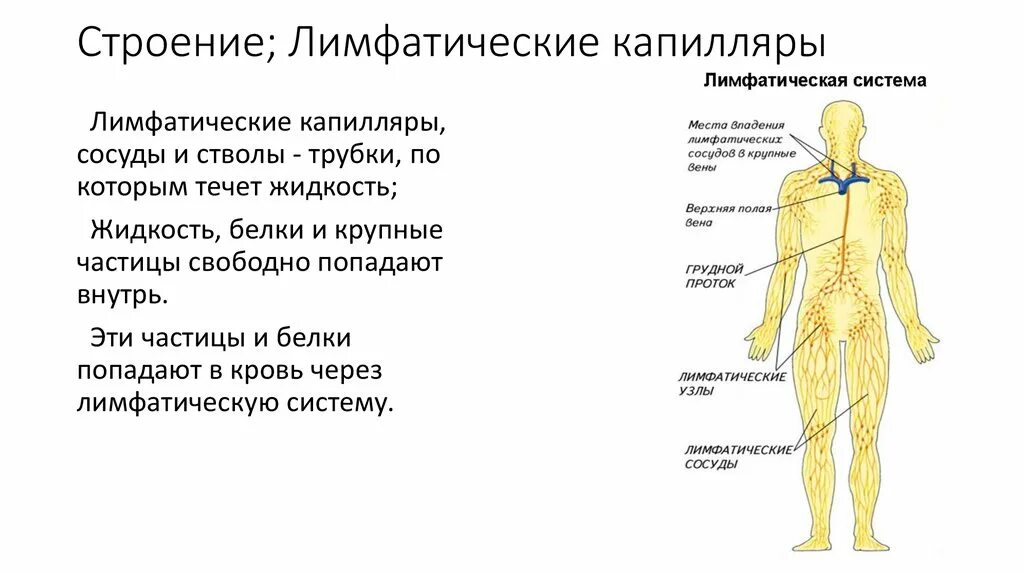 Строение и функции лимфатической системы. Схема строения лимфатической системы. Лимфатическая система человека ее функции общий план строения. Сосуды лимфатической системы. Лимфатические сосуды в организме