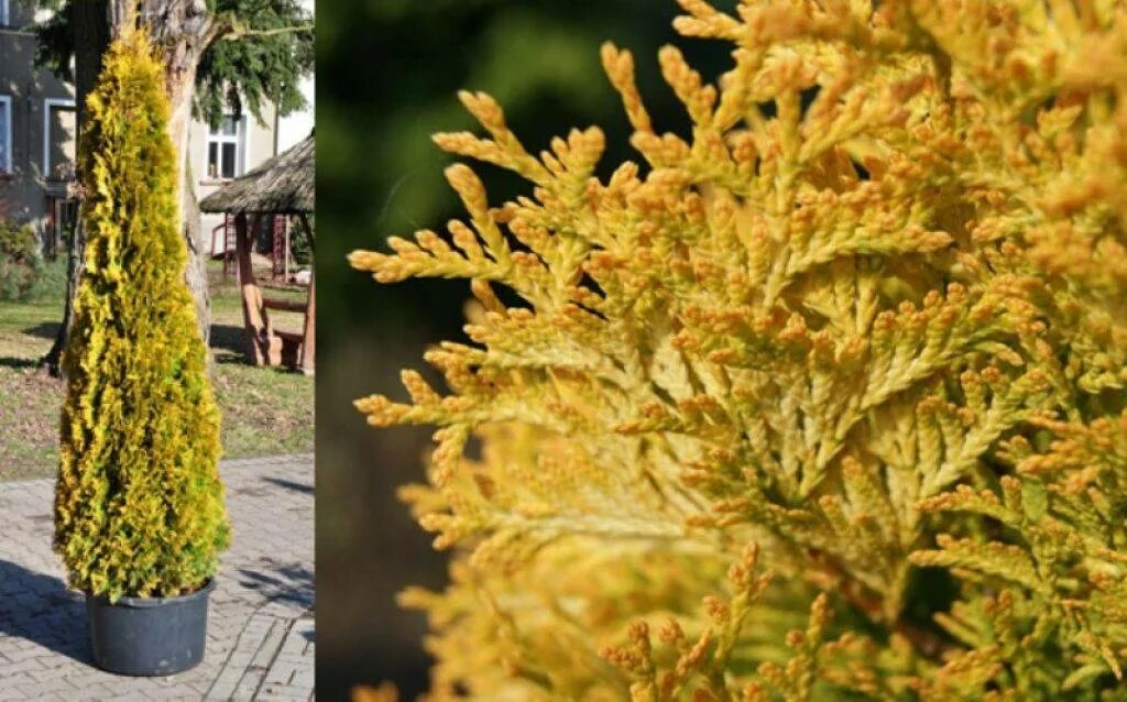 Туя западная thuja occidentalis jantar. Туя смарагд янтарь. Туя голден брабант. Туя западная янтарь. Туя янтарь описание фото.