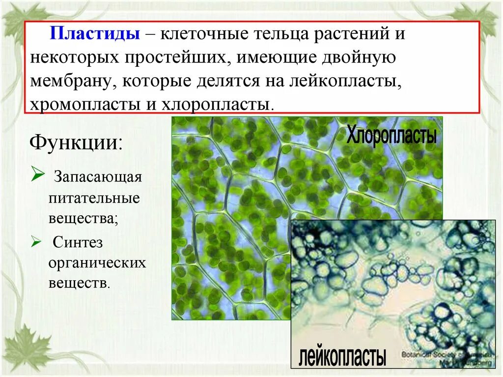 Пластиды растительной клетки. Клетка растения хлоропласты. Хлоропласты в растительной клетке. Пластиды в клетках растений. Лейкопласты в растительной клетке