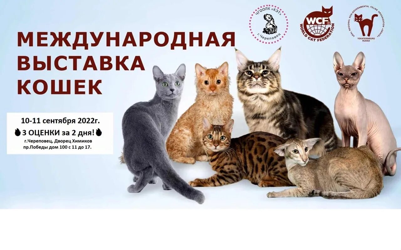 Выставка кошек в Москве. Выставка кошек в Москве 2023. Выставка продажа котят. Выставка кошек во Владимире. Купить билет на кошку