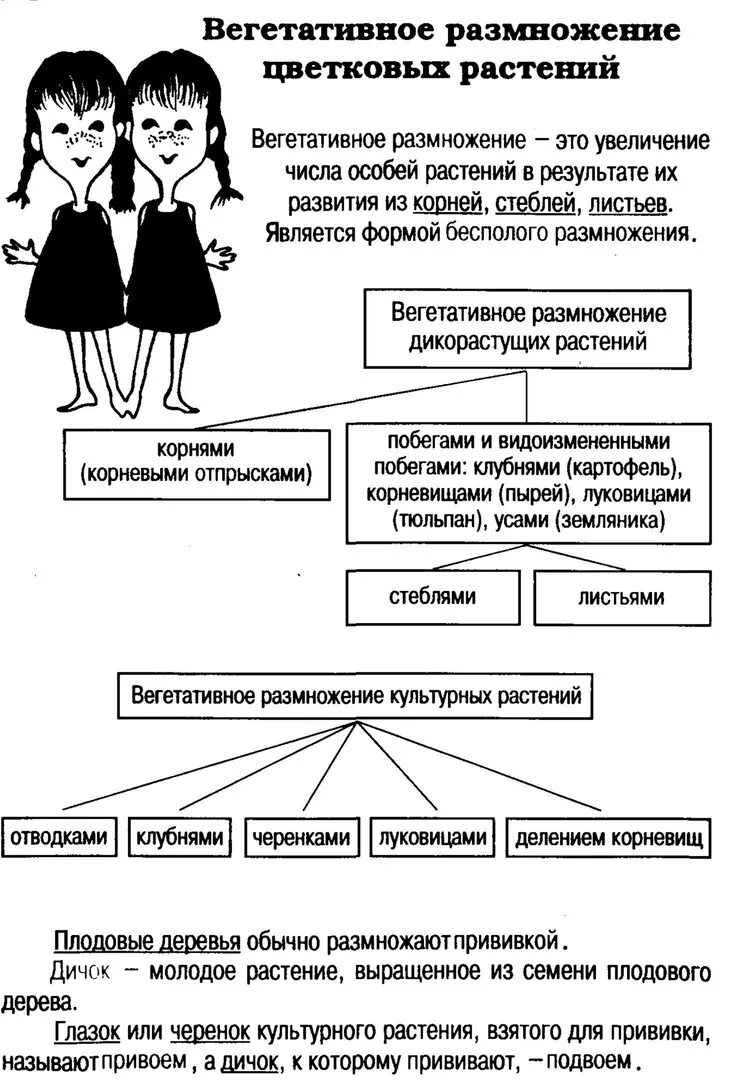 Заполнить таблицу вегетативное размножение. Вегетативное размножение таблица. Способы вегетативного размножения растений таблица. Вегетативное размножение растений таблица. Вегетативное размножение цветковых растений таблица.