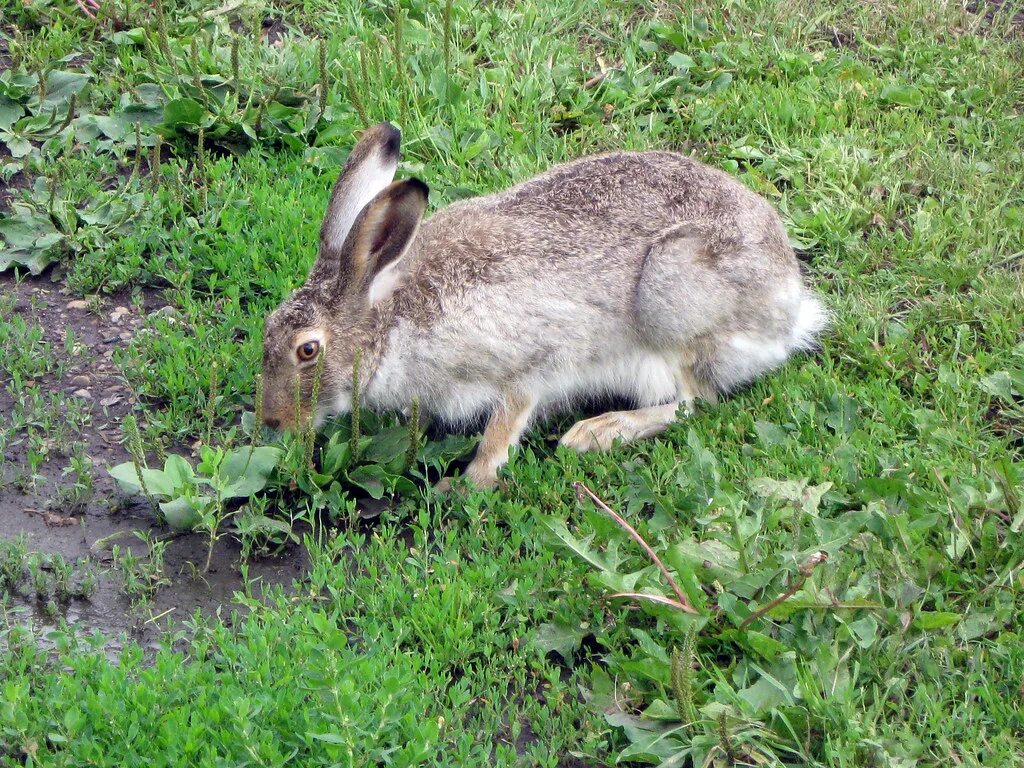 Заяц Беляк питается. Lepus americanus. Заяц Русак линька. Заяц Беляк Лосиный остров. Изменение окраски зайца беляка