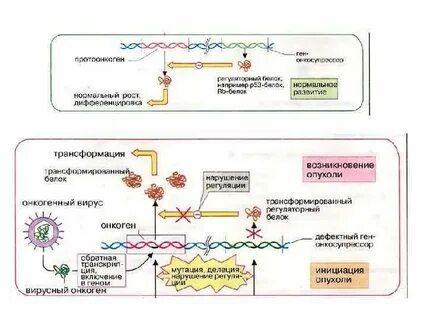 Вирусный канцерогенез