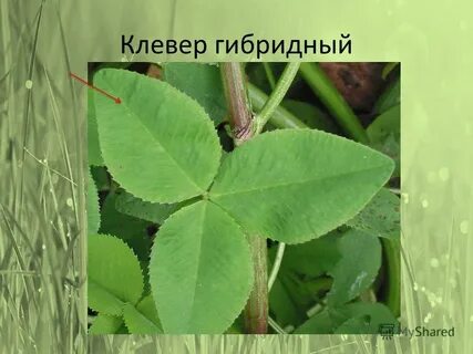 Клевер тип жилкования листа