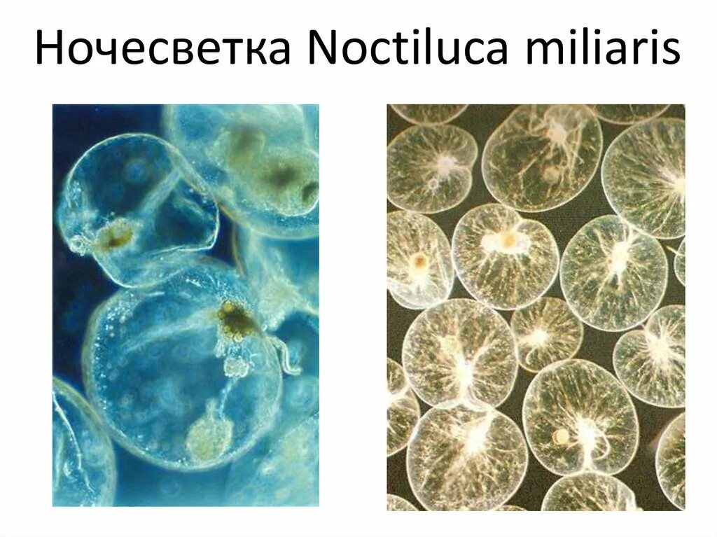 Водоросль ночесветка черное море. Ночесветка Noctiluca. Noctiluca miliaris. Жгутиконосные водоросли ночесветки.