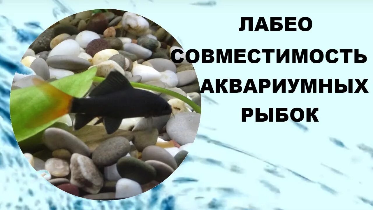 Рыбка лабео совместимость. Лабео совместимость. лабео рыбка совместимость. лабео аквариумная рыбка совместимость. совместимость лабео с другими рыбами в аквариуме.