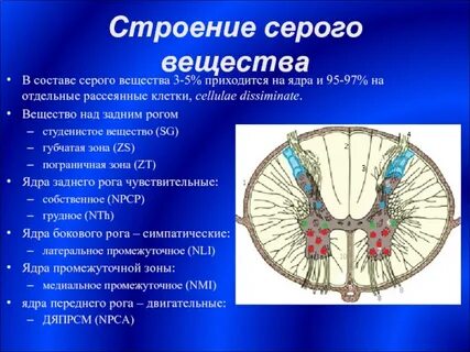 Ядра спинного мозга