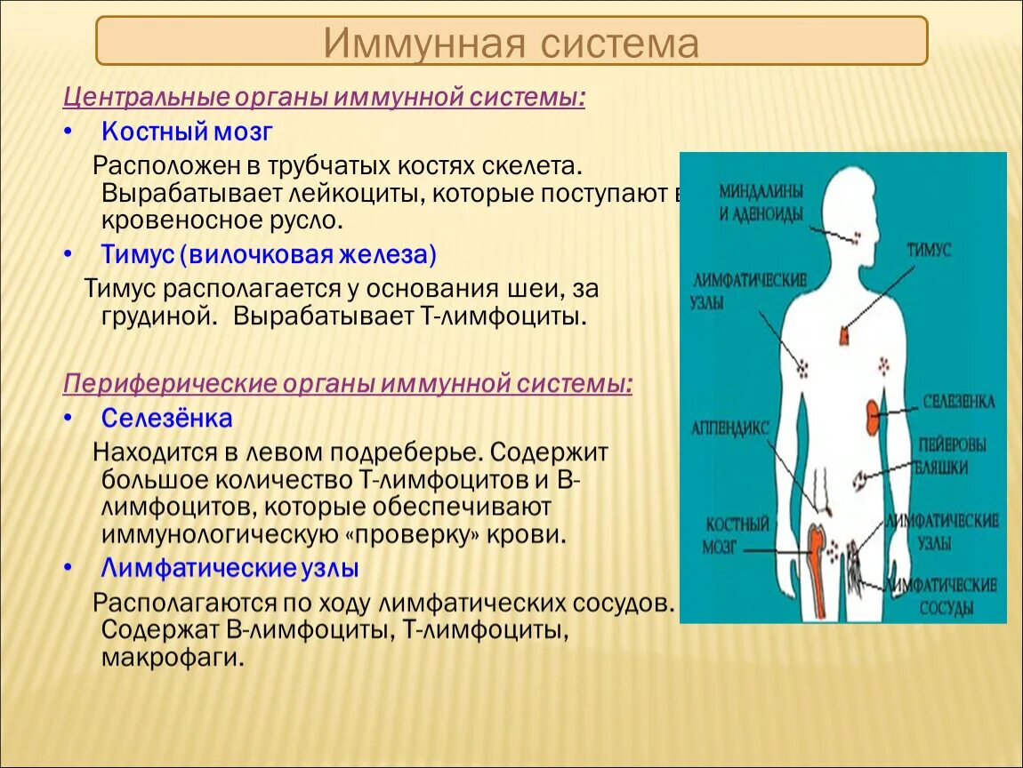 Биология человека подвергается предложение 1. Строение иммунной системы центральные и периферические органы. Функции периферических органов иммунной системы. Функции центральных и периферических органов иммунной защиты. Периферические органы иммунной системы: положение, строение, функции..