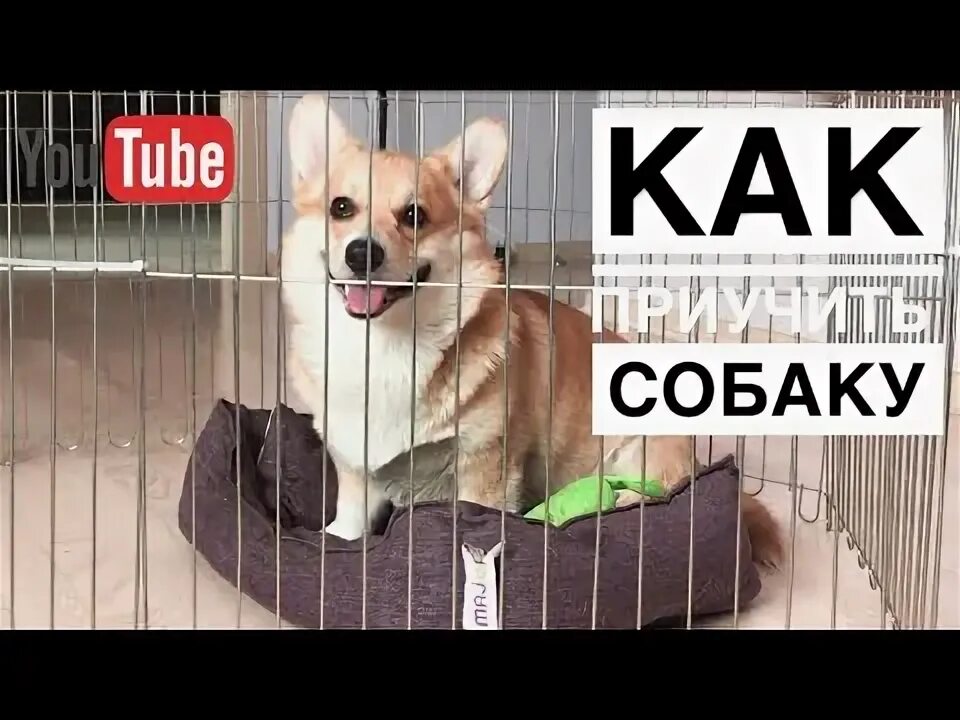 Как приучить щенка чтобы не скулил. Вольер для корги. вольер для корги в квартиру. как приучить щенка к вольеру чтобы не скулил.