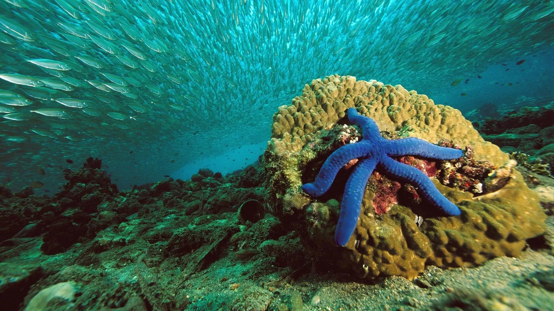 Живой риф красное море. Подводный мир океана. Самые красивые подводные. Большой барьерный риф фото. Самые красивые подводные.