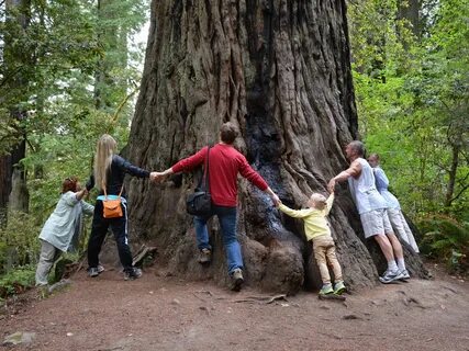 Hard times at sequoia state park