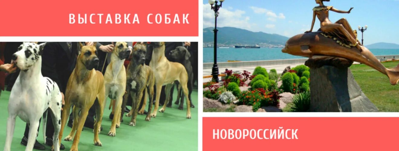 Выставка собак новороссийск 2025. Выставка собак новороссийск. выставки собак новороссийск 2025. ярмарка собак в новороссийске. выставка всех пород собак в новороссийске.