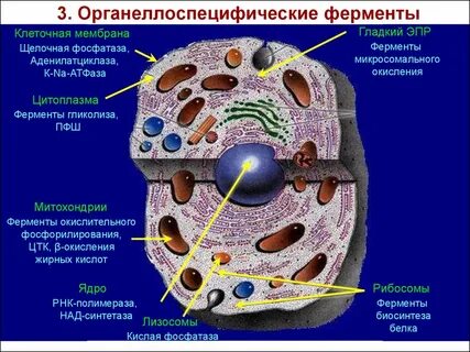 Полость в цитоплазме