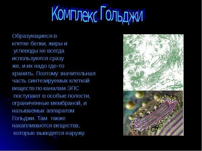 Расположение белков в клетке Химические компоненты клетки Мегаобучалка