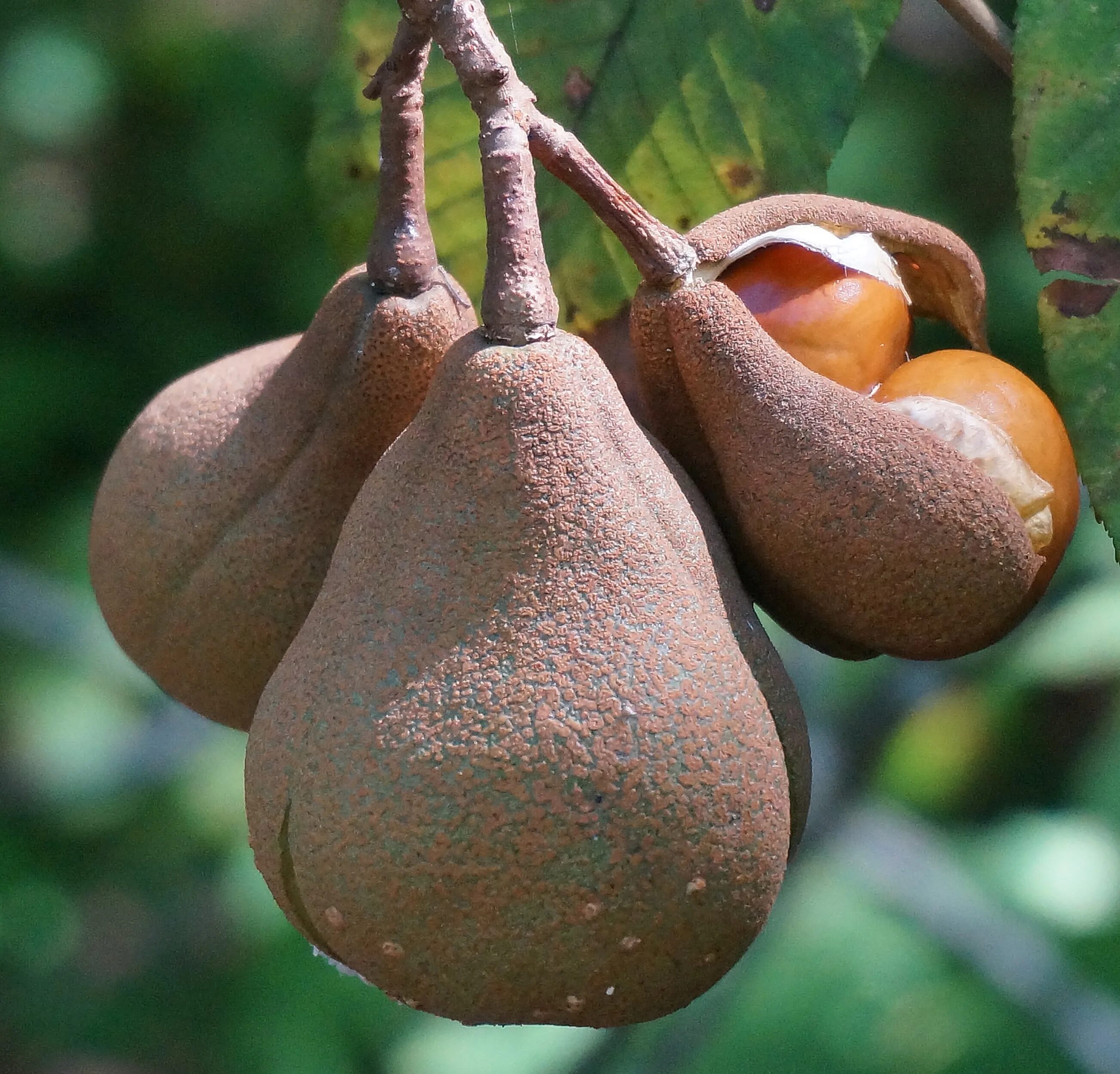 Хуры хай. Конский каштан японский. Aesculus turbinata. Каштан японский дерево. Каштан конский орех.