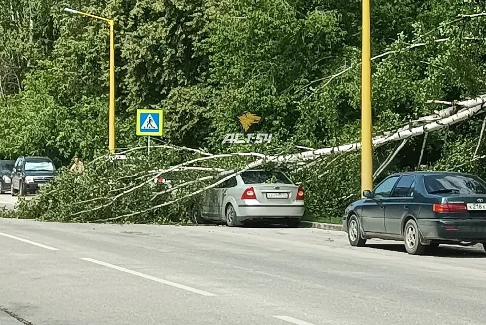 Сильный ветер. Ураганный ветер в Новосибирске. Дорога с припаркованными авто. Сильный ветер фото. Упала на березку