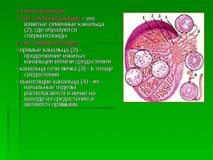 Канальцы яичка