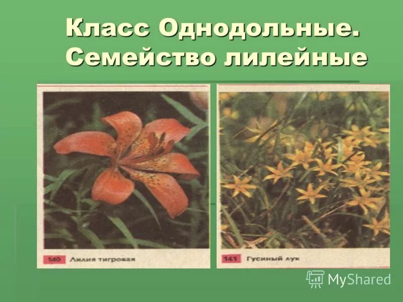 Тюльпан семейство лилейные класс однодольные. Жилкование семейства лилейные. однодольные семейство лилейные. класс однодольные лилейные. семейства класса однодольные.
