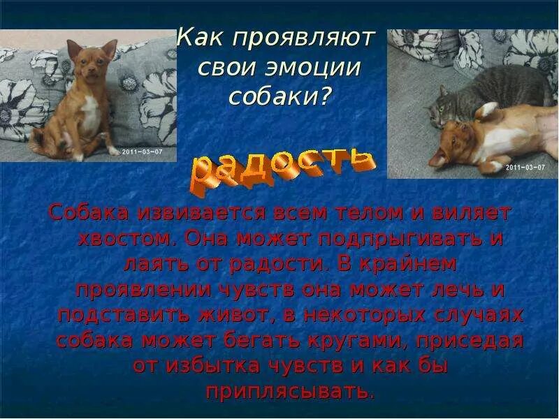 Внутренние чувства животных. Эмоции животных доклад. презентация эмоции животных. сообщение эмоции животных в рисунках и фотографиях. эмоции животных в рисунках проект.