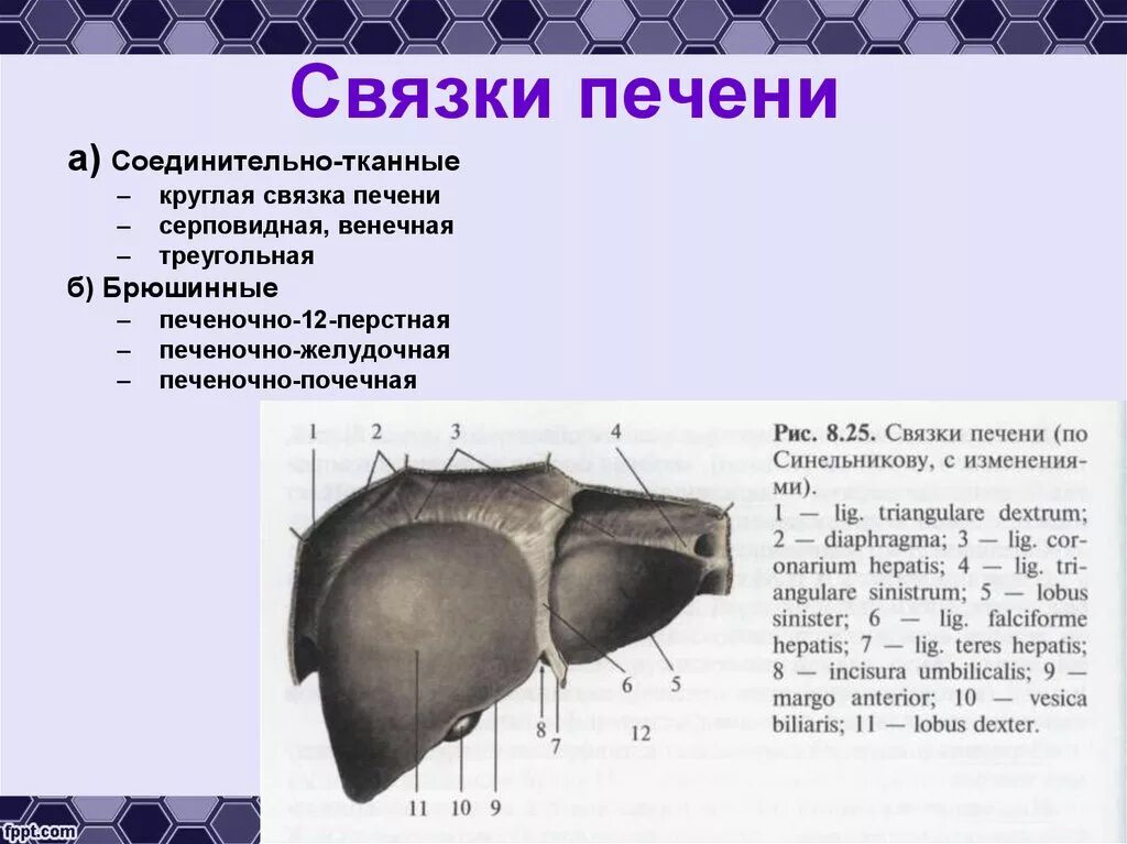 Круглая связка печени топографическая анатомия. Печень строение серповидная связка. Связки печени латынь. Печеночно почечная связка печени латынь. Отверстие в печени