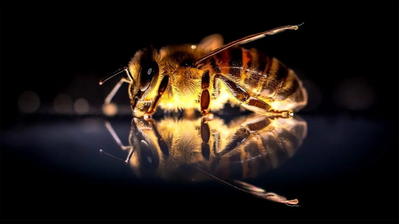 Bees deep