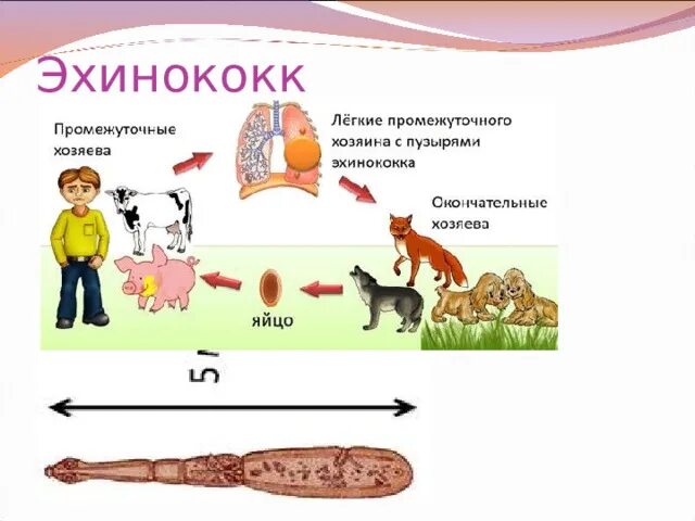 Можно ли считать человека промежуточным хозяином эхинококка. Цикл развития эхинококка промежуточный хозяин. Эхинококк основной хозяин промежуточный хозяин. Цикл развития эхинококка. Циклы развития плоских червей эхинококк.