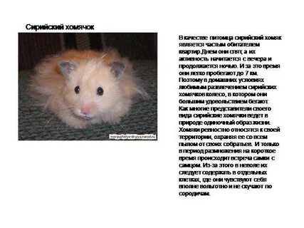 Что означает хомяк