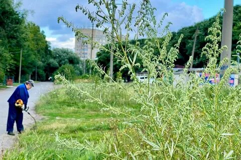Амброзия в крыму