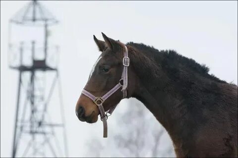 Купила мам коника а коник без ноги