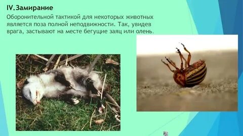 Замирание