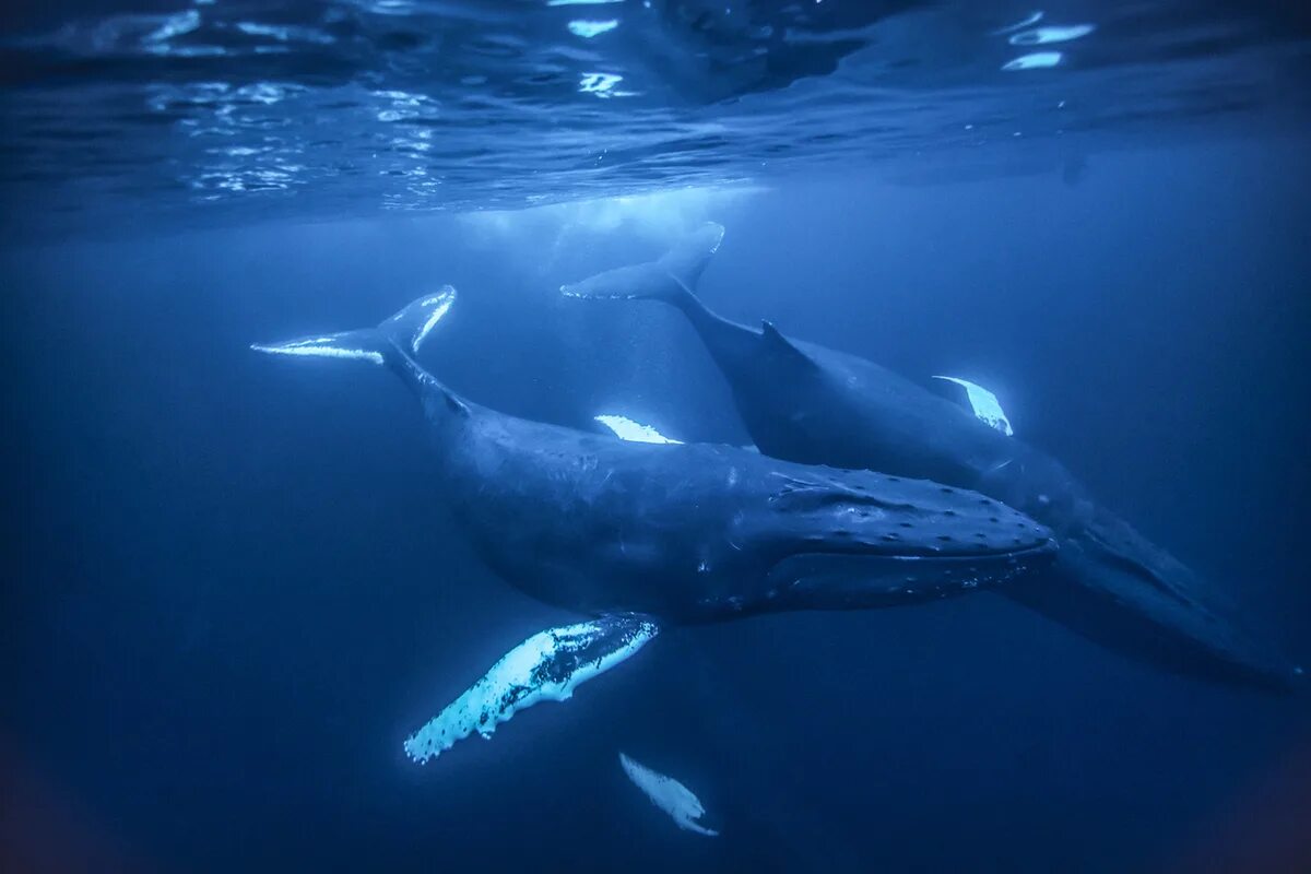 Голубой кит Balaenoptera musculus. Синий кит блювал. Китообразные синий кит. Голубой кит блювал.