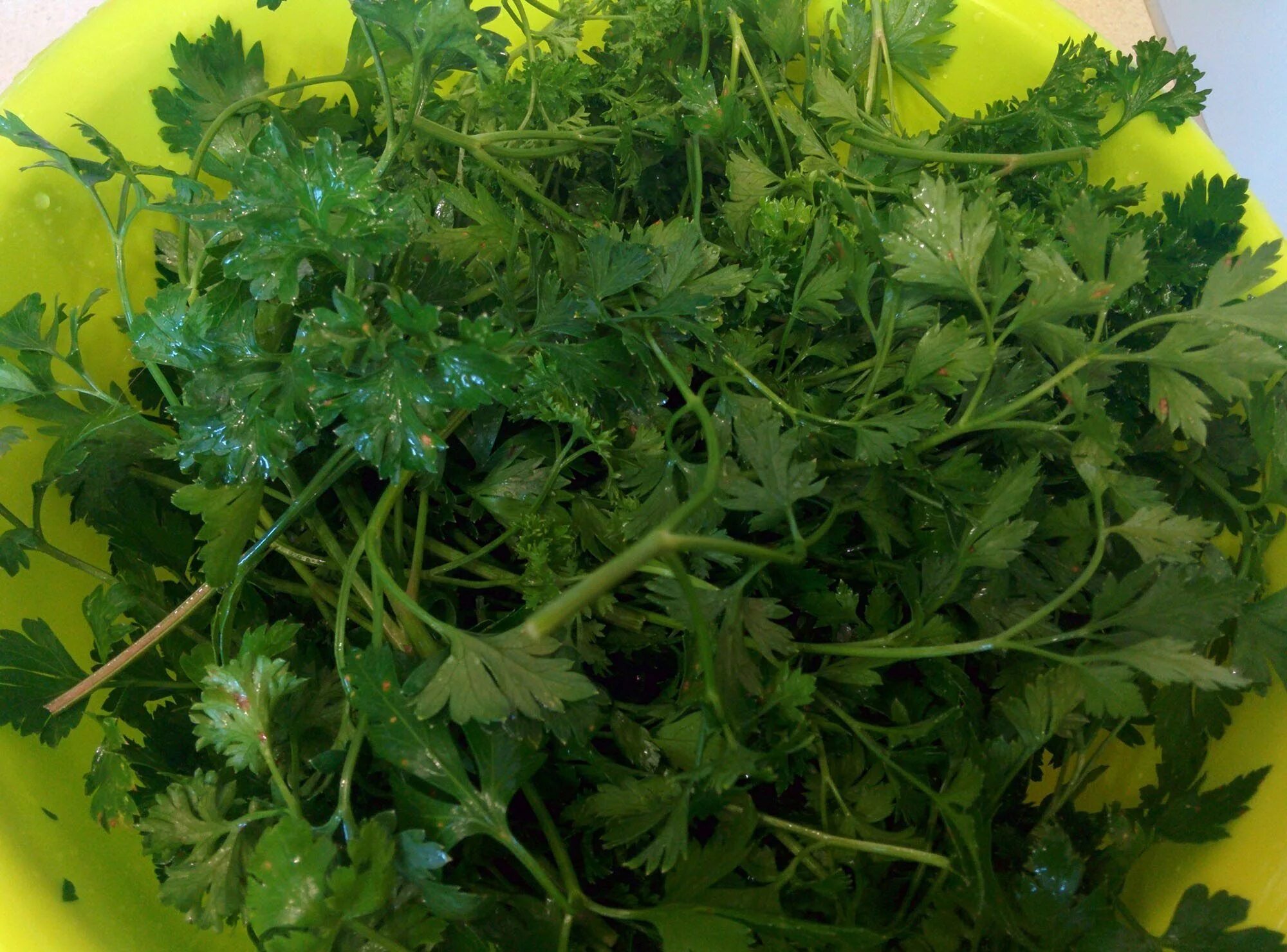 Укроп петрушка замороженные. Заморозка зелени. Зелень в формочках для льда. Заморозка петрушки на зиму в морозилке. Замороженная зелень.