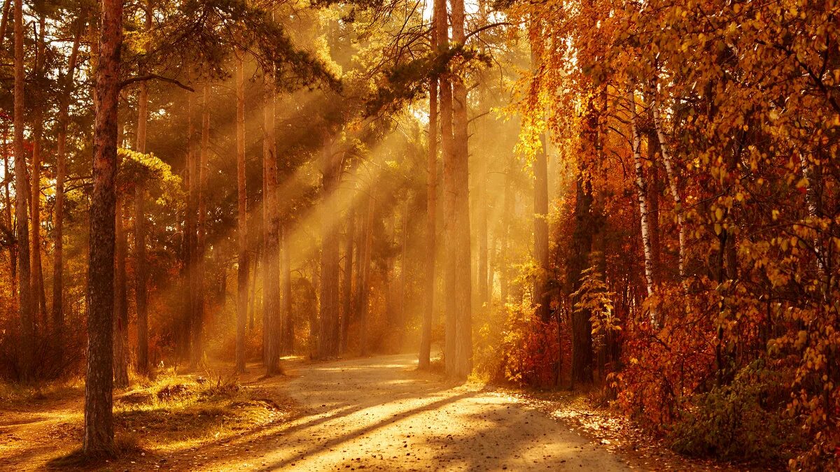 утренний лес. красивые обои природа. картина лес солнечные лучи. утренний туман в лесу. солнечный лес.
