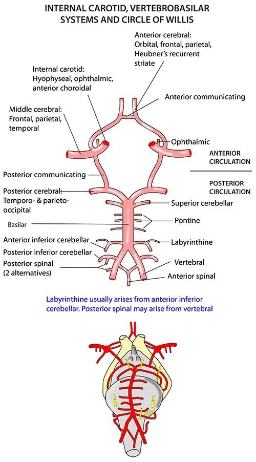 Развитие виллизиева круга в виде отсутствия кровотока. Артерии мозга Виллизиев круг. Виллизиев круг анатомия. Виллизиев круг в головном мозге. Кровоснабжение головного мозга схема Виллизиев круг.