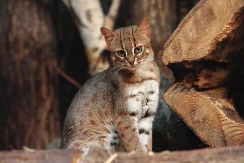 Мали кот