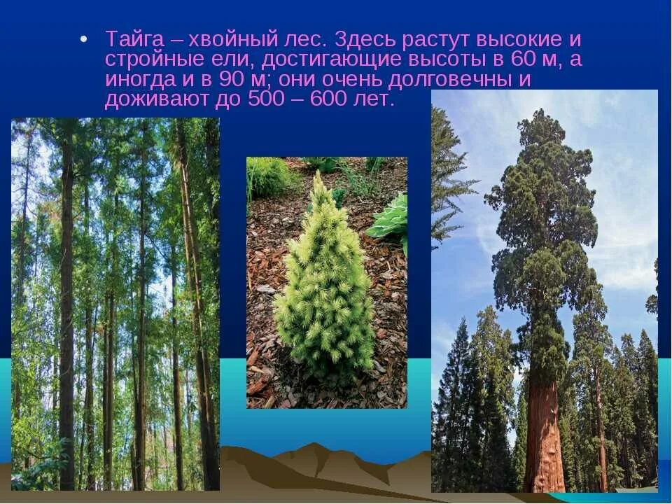 Название хвойного дерева в тайге