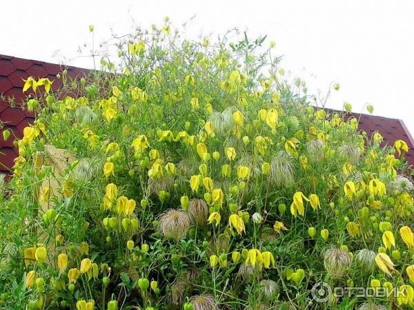 Clematis tangutica - Image of an specimen - Plantarium