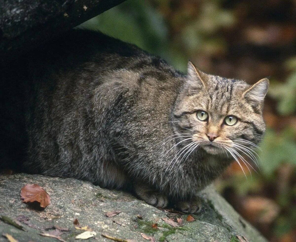 Дикая лесная. Лесная кошка (felis silvestris). европейский лесной кот камышовый. кавказский лесной кот. лесной кот, дикая лесная европейская кошка.