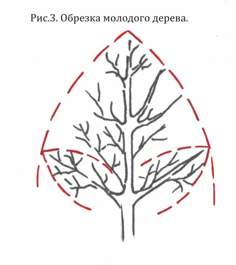 Как обрезать яблоню для начинающих