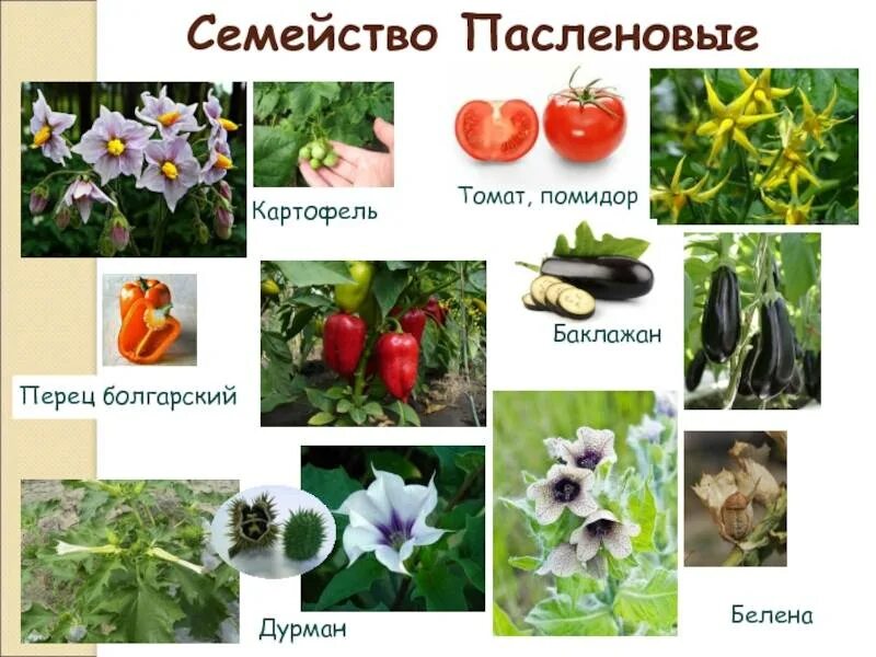 Человек разводит овощные культуры семейства пасленовые