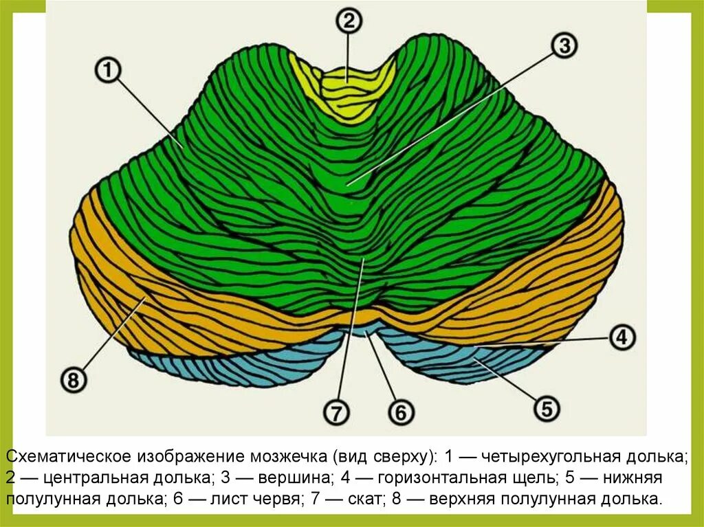 Внешнее строение мозжечка. Мозжечок строение клочок. Червь мозжечка анатомия. Доли мозжечка анатомия. Мозг и мозжечок схема.
