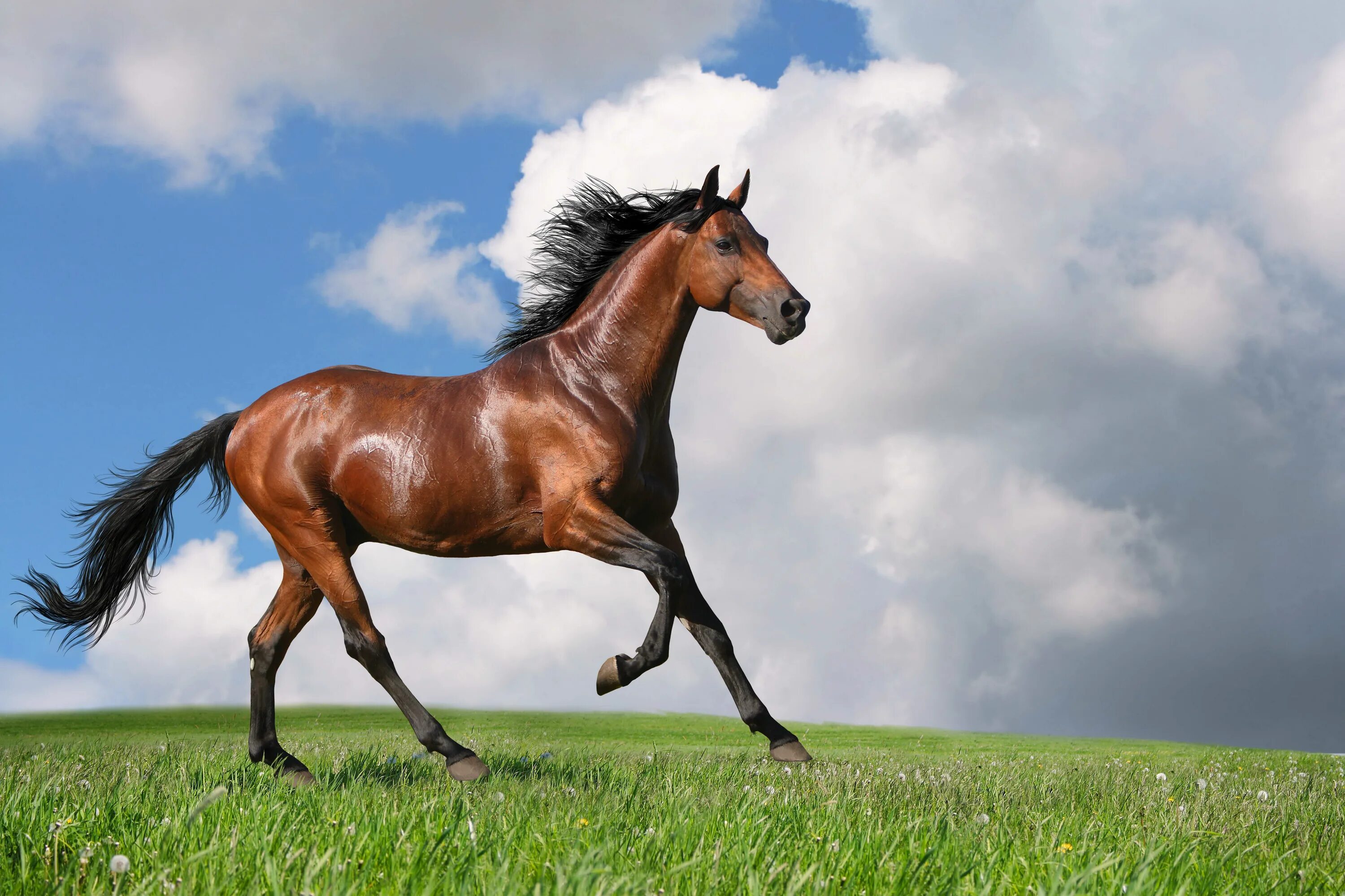 Horse pictures. Гнедой Мустанг. Лошадь гнедой Мустанг. Зеброидный гнедой Мустанг. Дикий гнедой Мустанг.