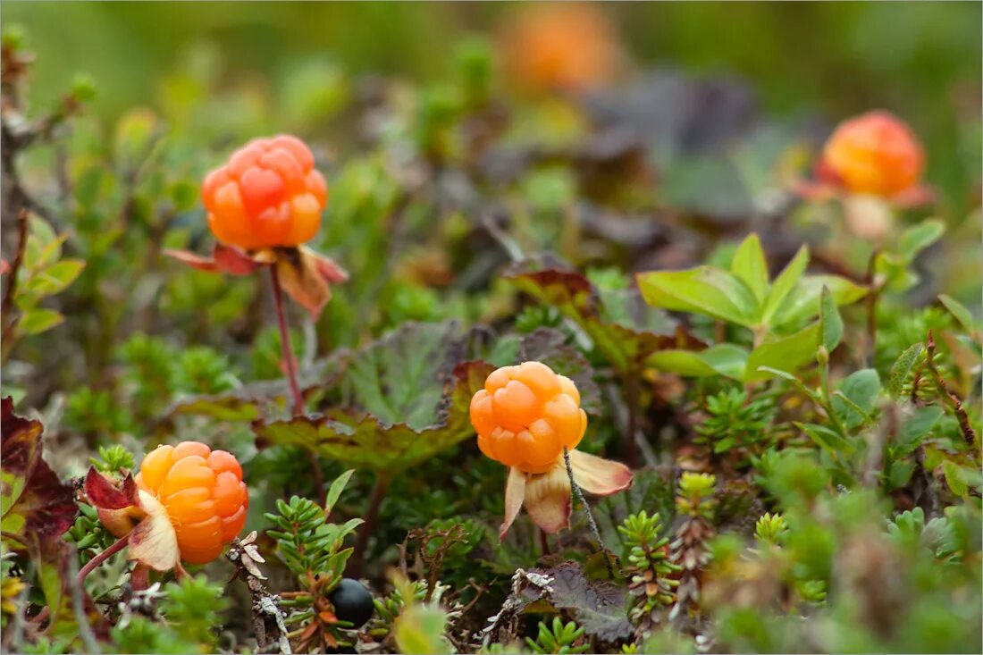 Морошка в тундре. Морошка приземистая (Rubus chamaemorus),. Растения тундры Морошка. Морошка Арктическая.