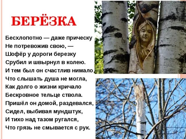 Две березки у дороги песня минус. Берёза у дороги читать. Русскоязычная поэзия Беларуси. Срубил березу какой. Стих спилили березку.