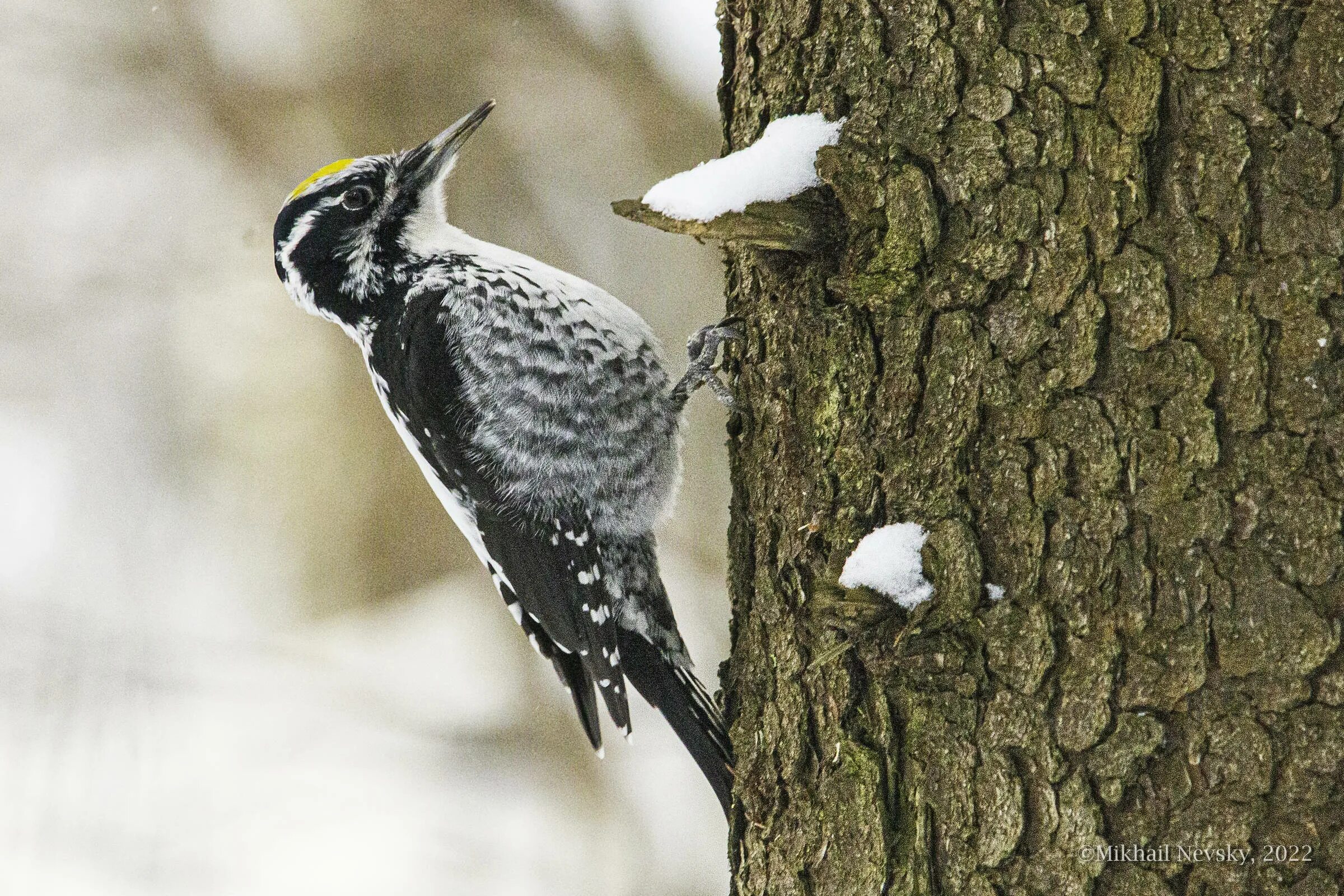 Трехпалый дятел. Трехпалый дятел (picoides tridactylus l. Дятел трехпалый алтайский край. Дятлов: трёхпалый. Трёхпалый желтоголовый дятел picoides tridactylus.