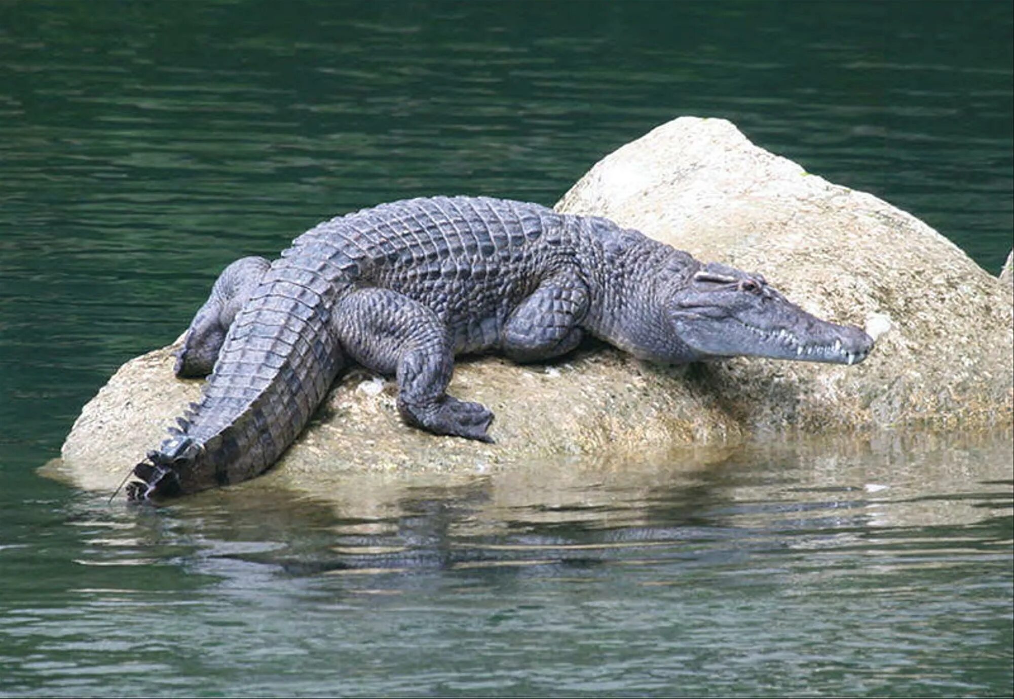Крокодил про животных. Миндорский крокодил. Филиппинский крокодил Crocodylus mindorensis. Нильский Аллигатор. Нильский крокодил Crocodylus niloticus.