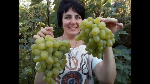 Виноград фаэтон
