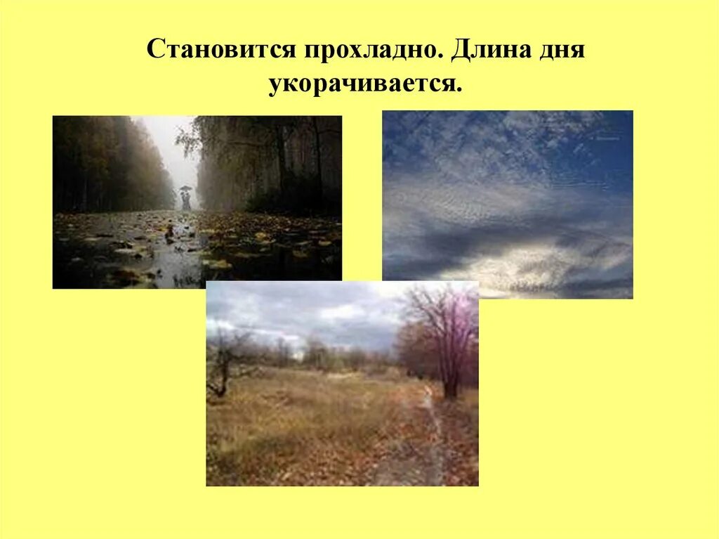 22 декабря сезонные изменения. Сезонные изменения в природе и жизнедеятельности организмов. Сезонные изменения в жизни организмов весной 5 класс биология. Кроссенс сезонные изменения в жизни организмов. Сезонные изменения в жизни организмов 5 класс биология презентация.